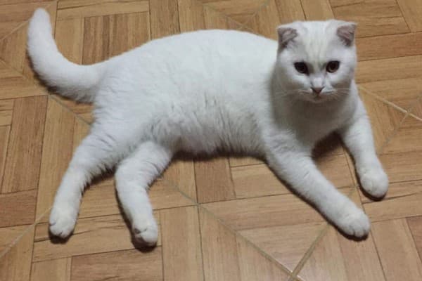原本乾乾淨淨的白胖貓貓。（翻攝薩巴馬FB）