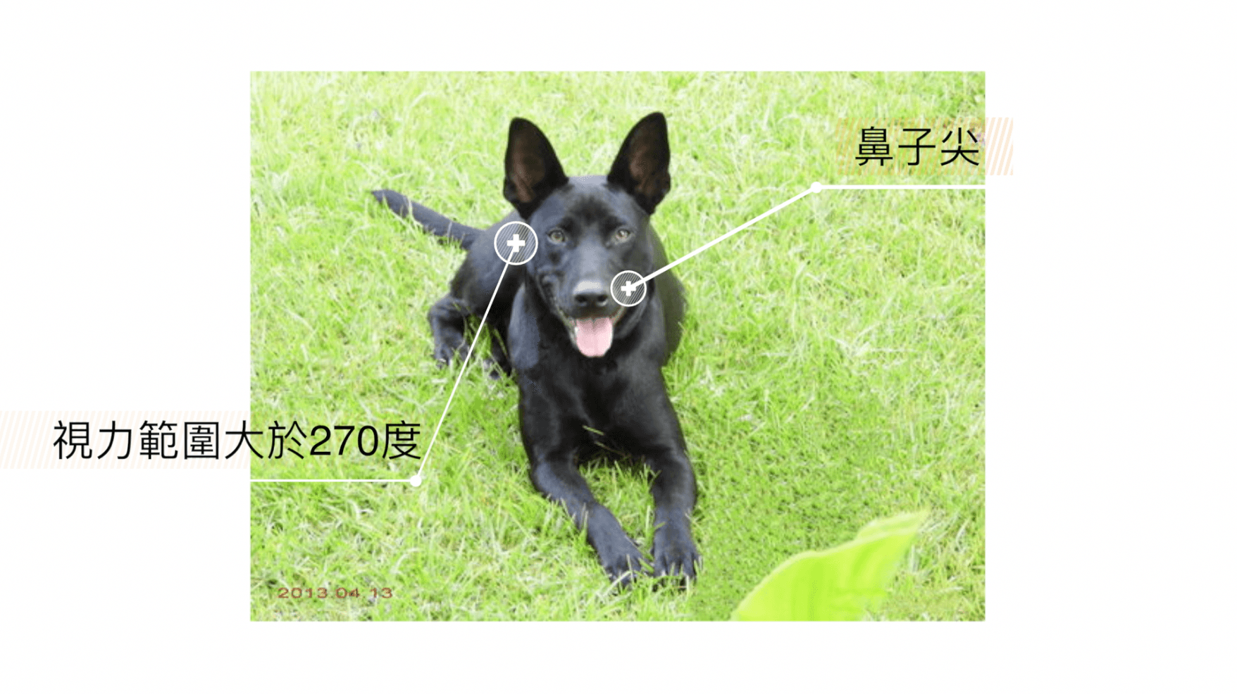 「熊爸」解釋，台灣土狗、米克斯都屬視覺系的獵犬，特色是狗鼻子比較尖，眼睛可看到的角度超過270度，非常敏感。