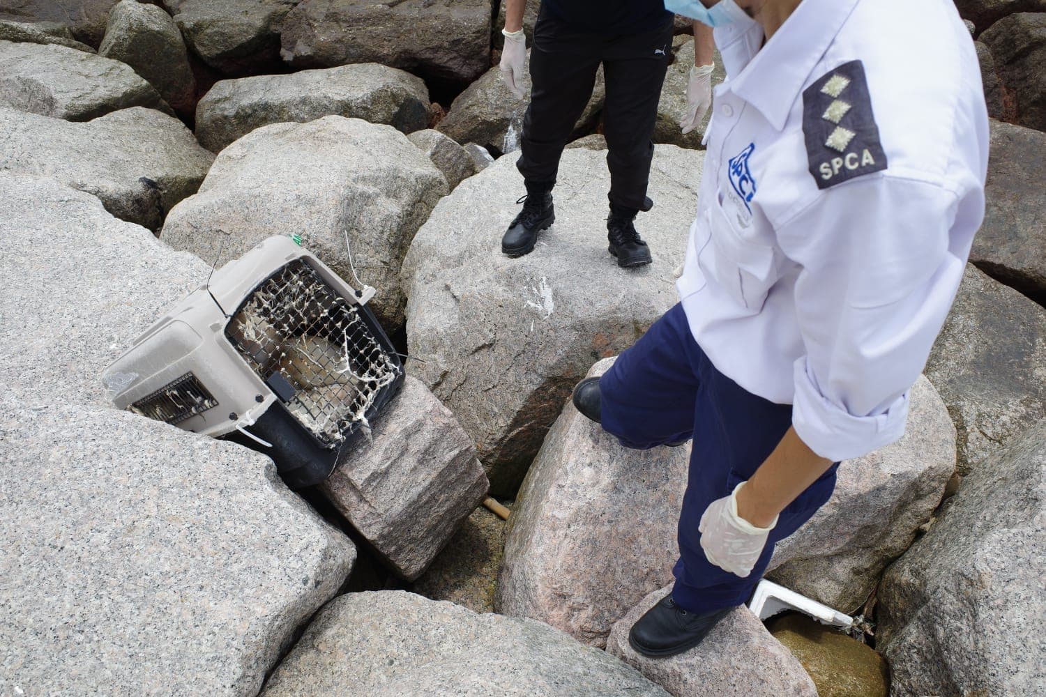 香港走私案害死15隻動物。（翻攝自香港愛護動物協會）