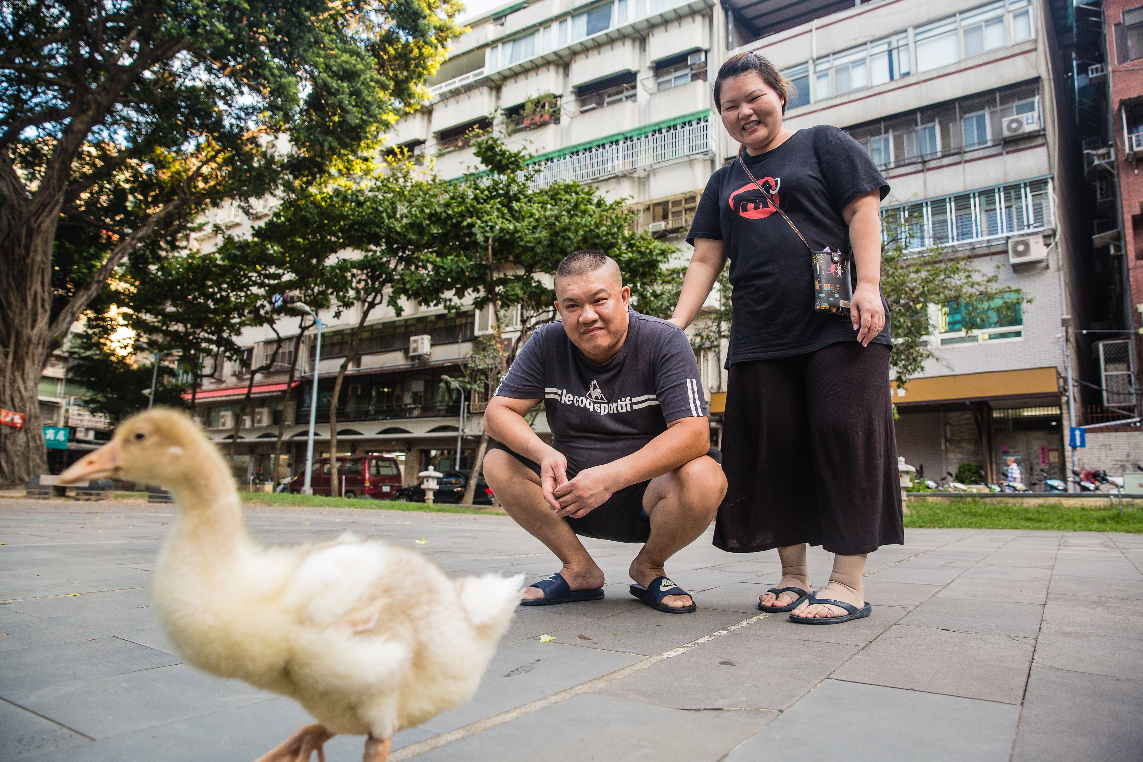 楊波夫妻視寵物鵝為小孩，每天帶牠散步是2人1天之中最放鬆抒壓的時刻。