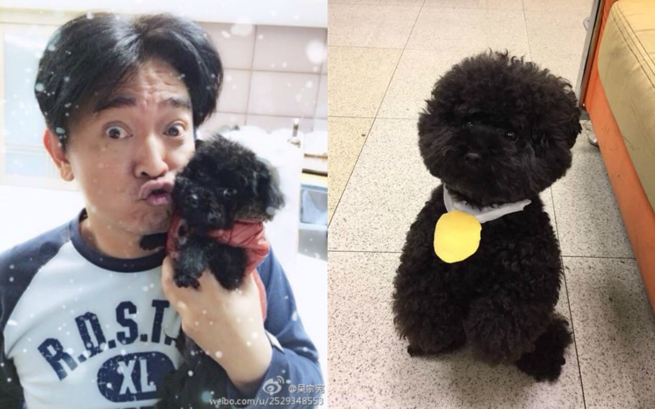 綜藝大哥大吳宗憲抱著愛犬常上版面，他的黑貴賓Bingo（右圖）也找上「熊爸」訓練，改善壞習慣。（翻攝自吳宗憲微博、臉書）