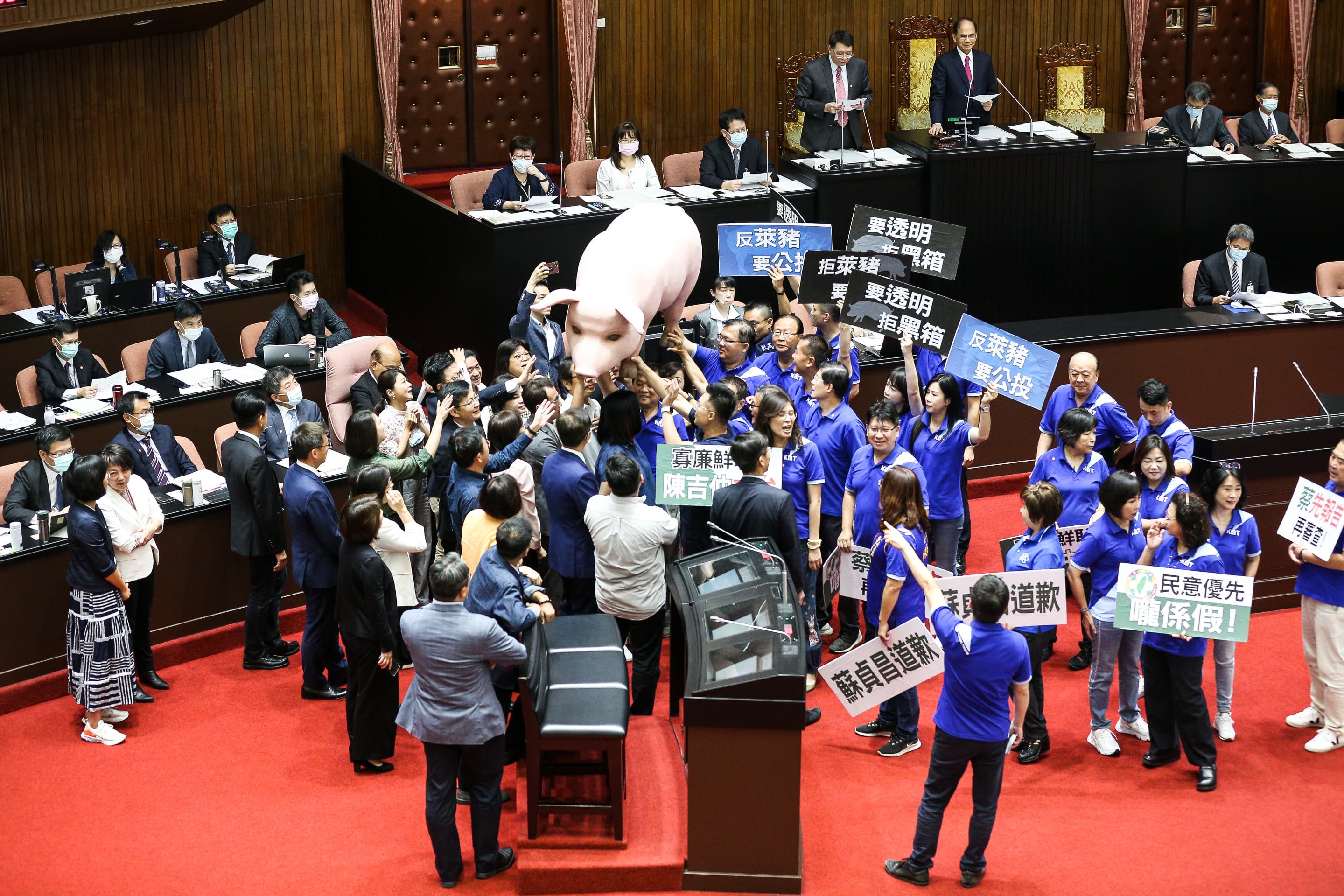 國民黨昨夜宿議會，今一早抬著自製的台灣豬公仔、美豬玩偶、抗議手板等道具進場。
