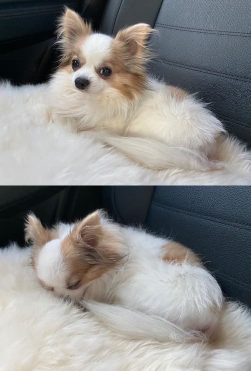 子瑜的愛犬酷吉於昨日去世。（翻攝TWICE IG）