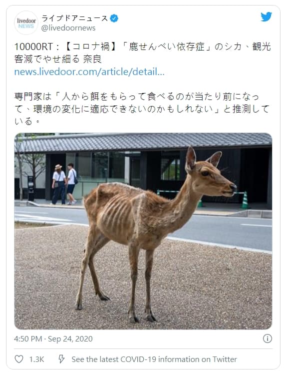 平均每天能吃上60片鹿仙貝，如今主食缺乏，只能到處找草吃。（翻攝自@livedoornews 推特）