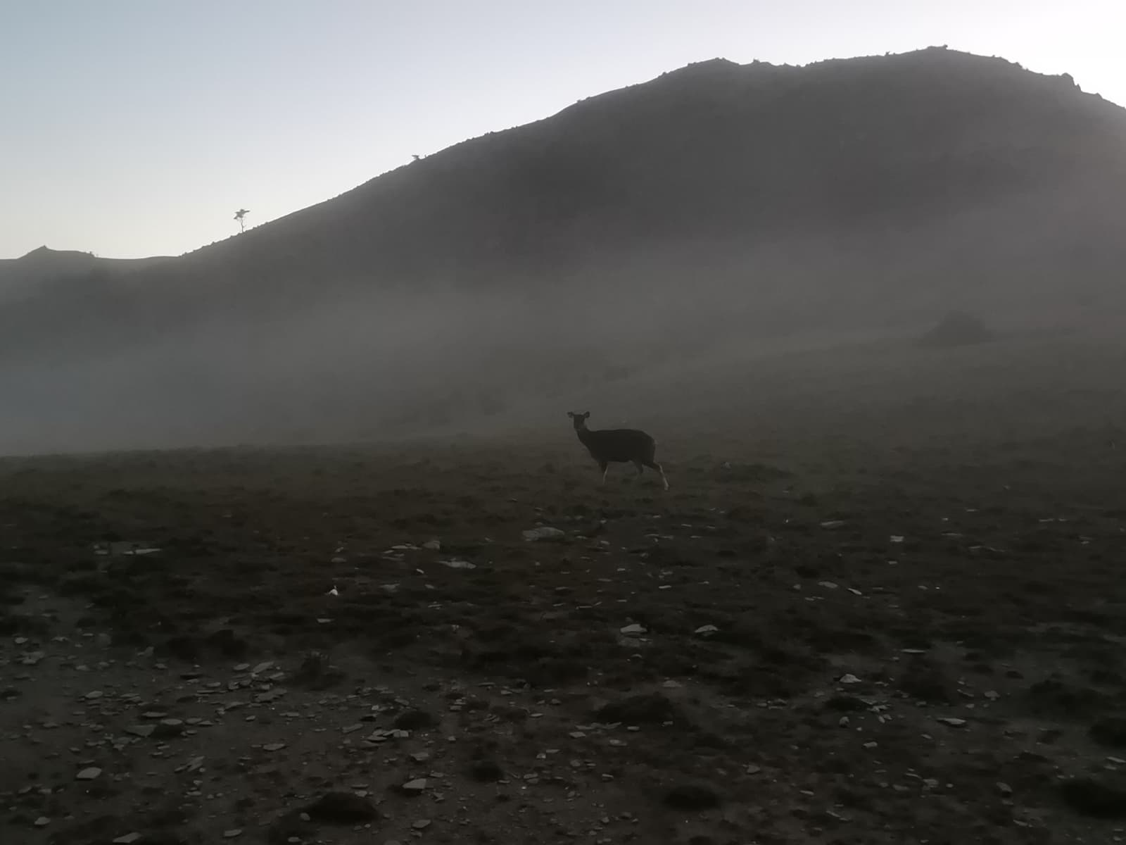黃昏時刻已有水鹿來到山屋前。