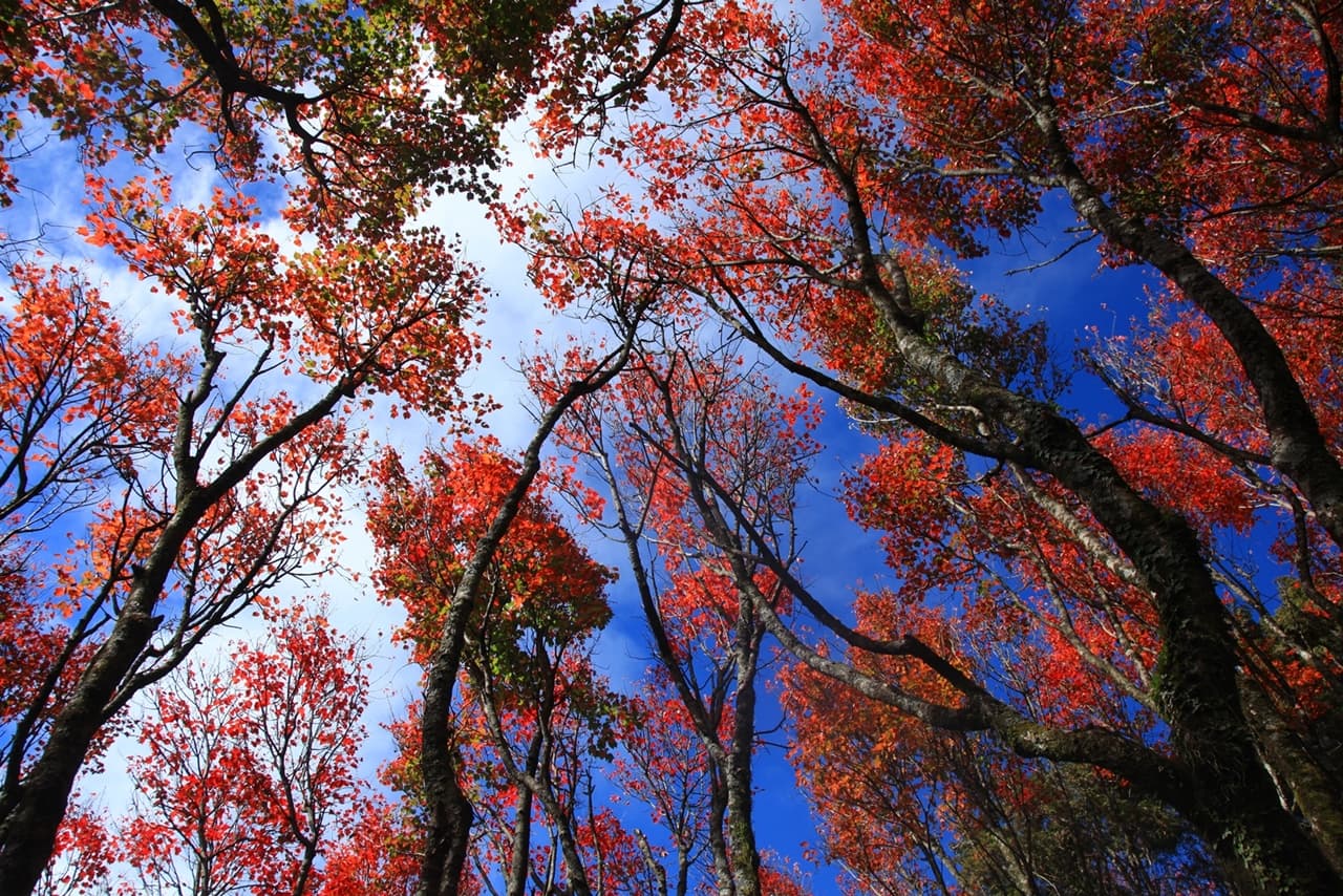 密集的紅葉，在台灣步道比較少見。
