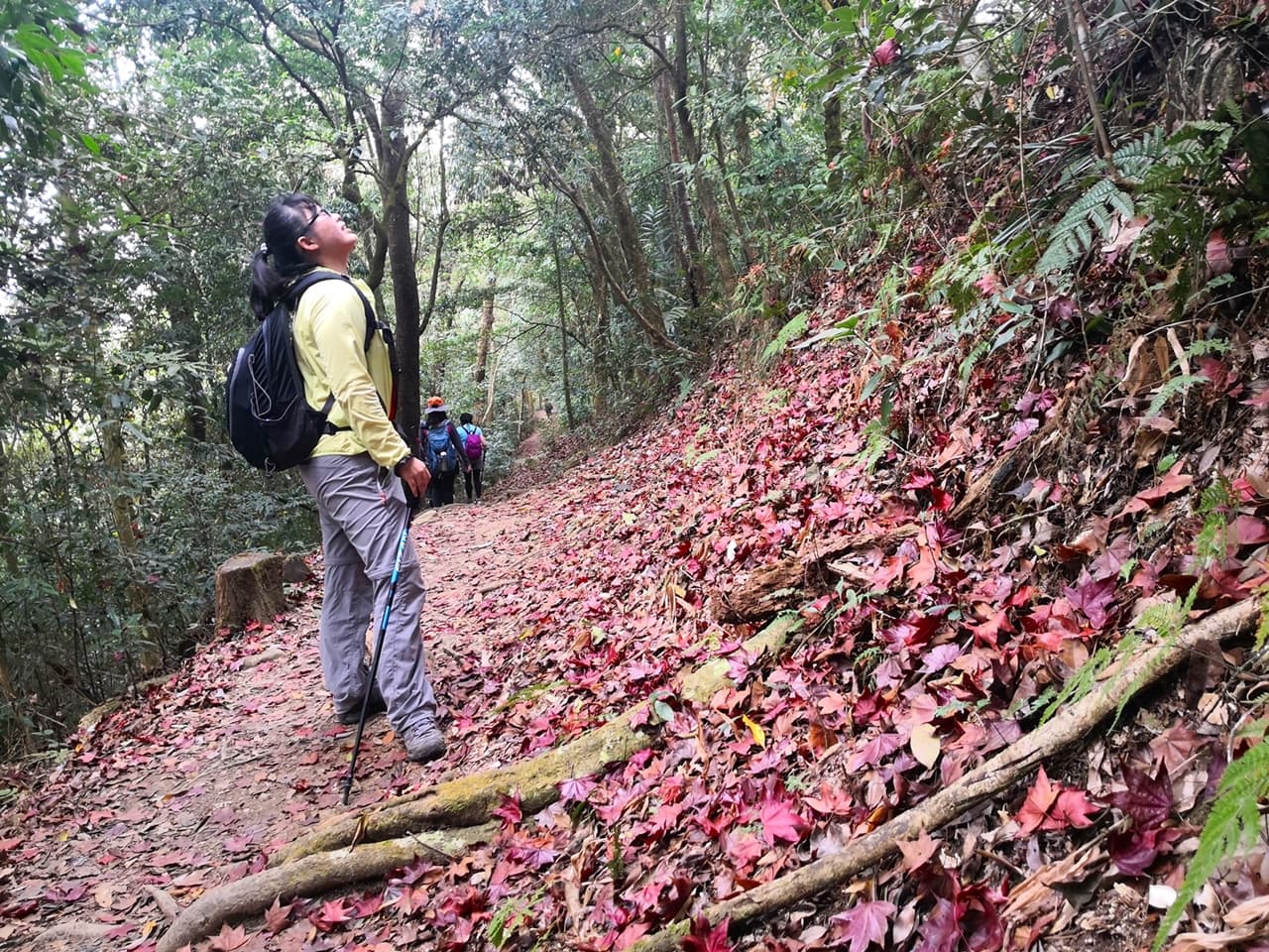 馬那邦山步道原始，落下的紅葉，是秋天賞楓的重點。