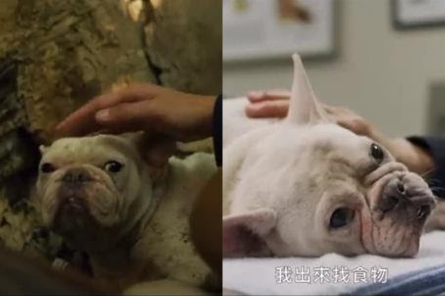《黑喵知情》劇中被救援的法國鬥牛犬，演技吸引觀眾目光，不久前被劇組攝影師收養。（翻攝自LINE TV）