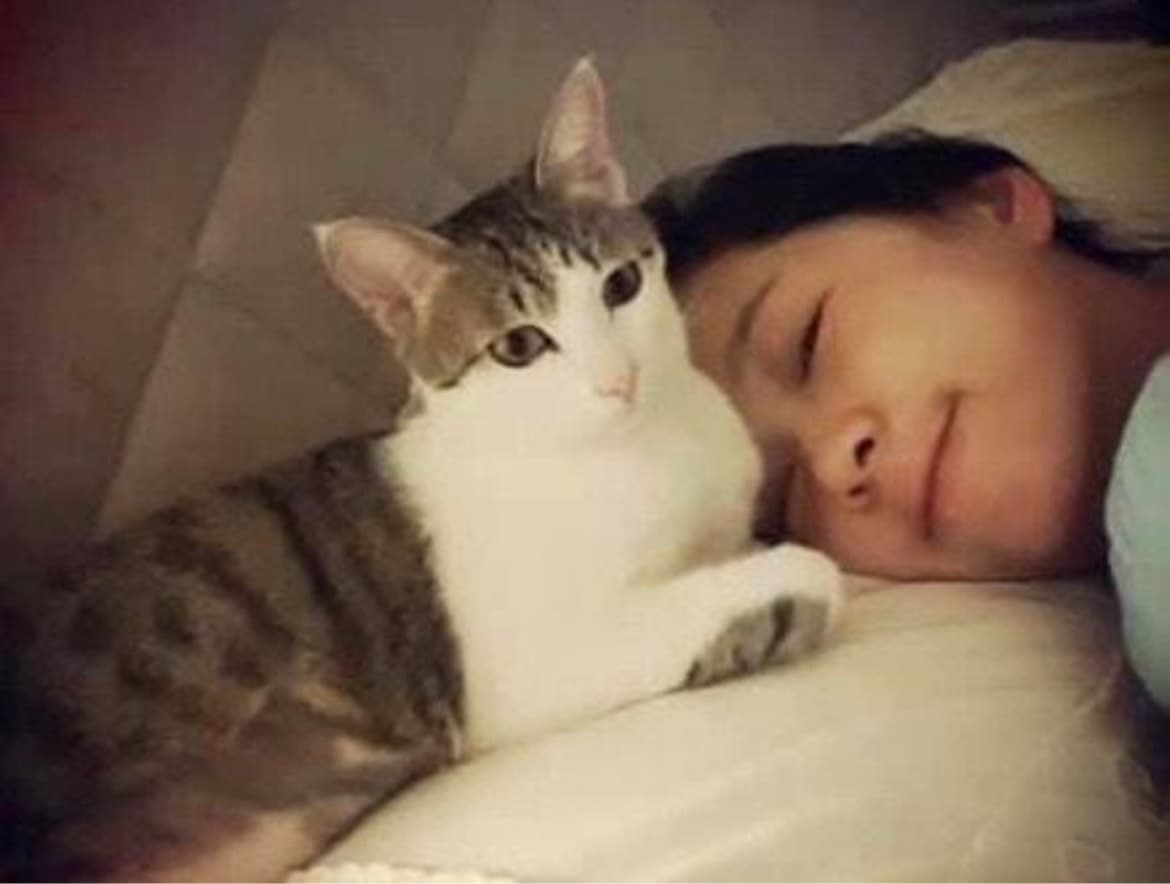 六月透露自己宛如愛貓小三的母親絕不可能棄養。（翻攝自六月臉書）