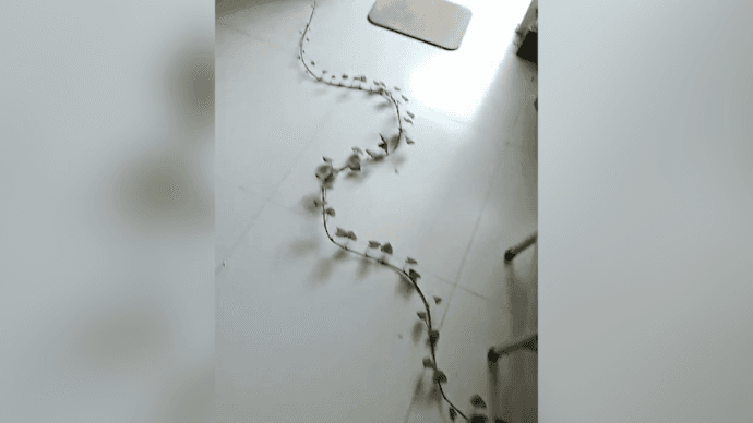 被遺忘在宿舍紙箱內的番薯，為了求生，努力長出藤蔓向陽台爬。（翻攝微博）