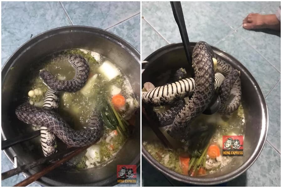 TH和室友在處理這鍋蛇湯前竟完全沒有先去鱗、去皮，引來許多網友反彈。（翻攝自Hóng Express臉書）