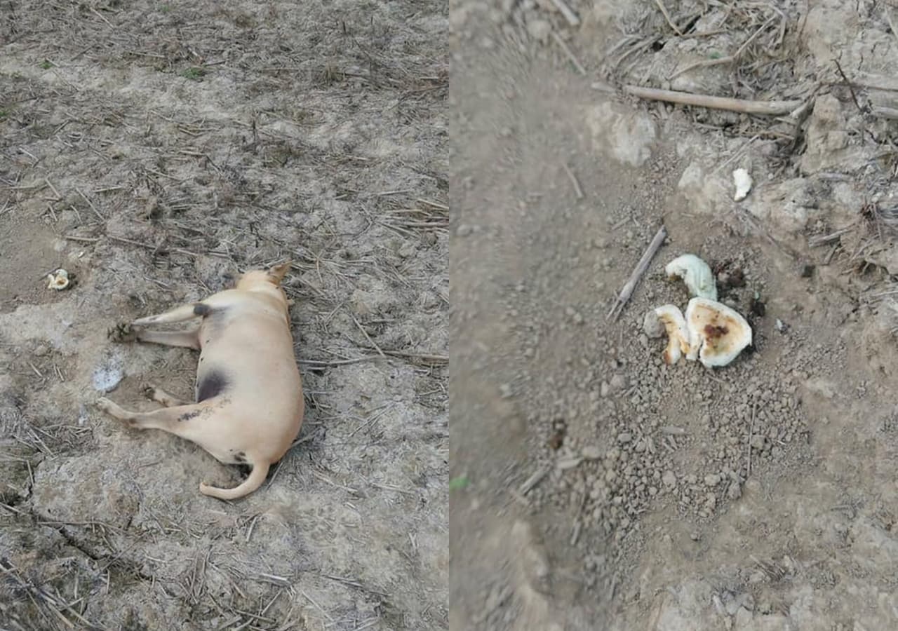 狗狗暴斃現場遺留肉包，鄭姓動保人士懷疑狗兒是遭人毒死。（翻攝自鄭姓動保人士臉書）