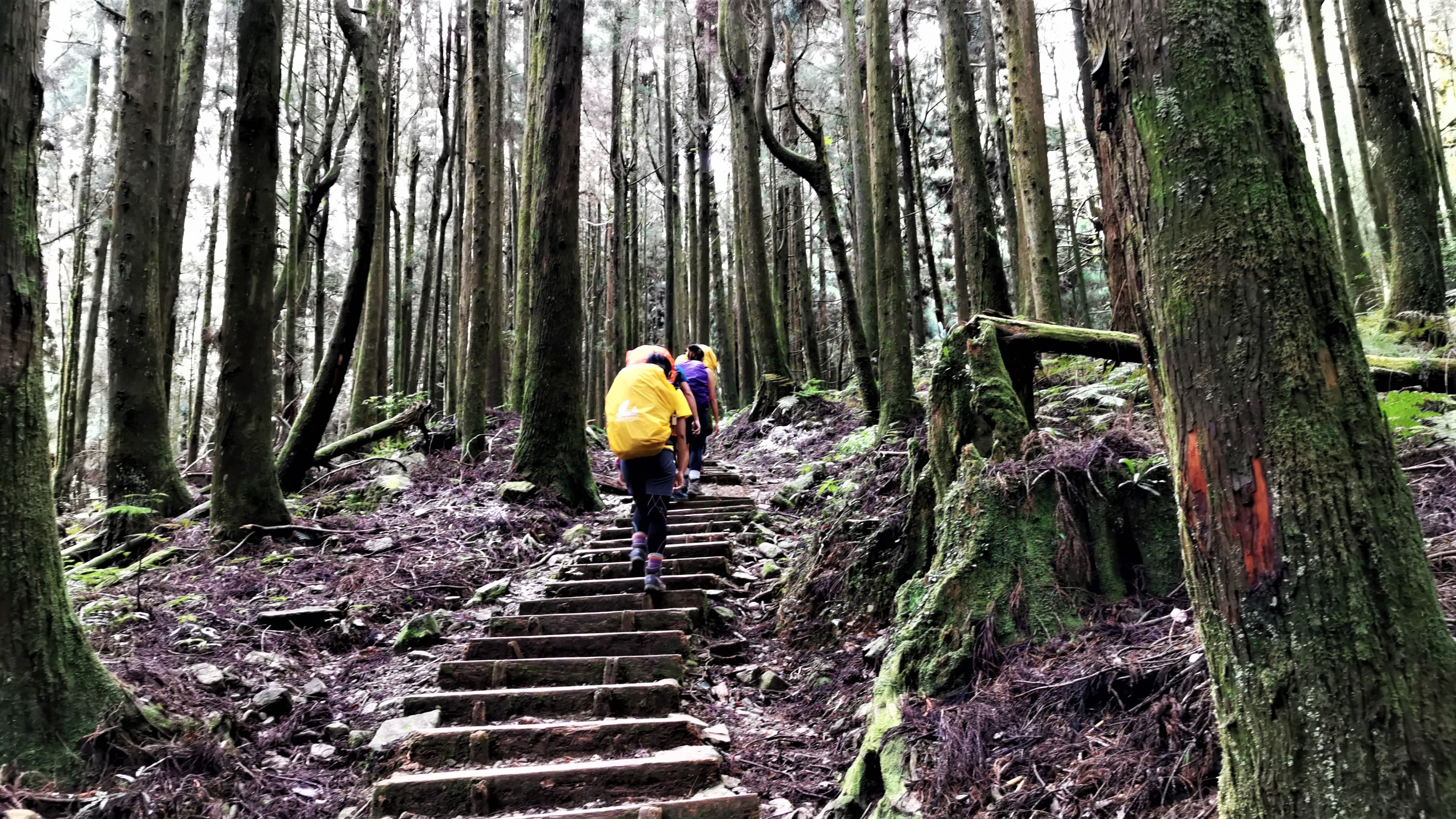 進入山林之後，還是有些腳力訓練。（野樵國際旅行社提供）