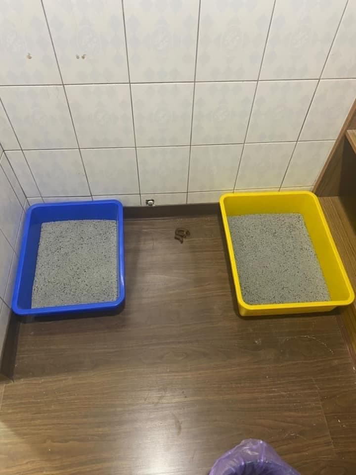 明明有許多貓砂盆，但意麵總是上廁所在貓砂盆外。（沈白白提供）
