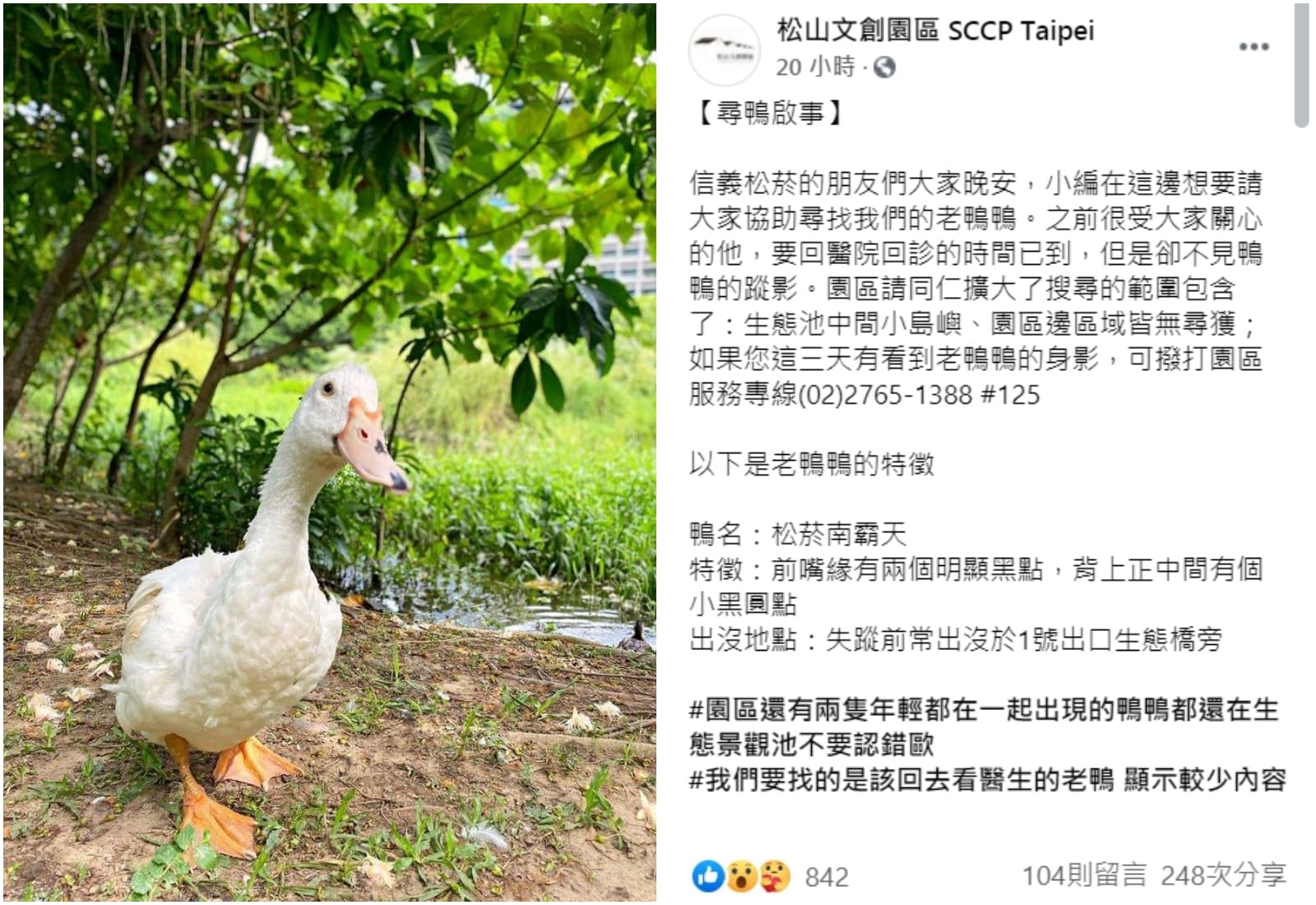 松菸po出鴨鴨的照片和特徵描述，希望民眾幫忙留意。（翻攝松山文創園區臉書）