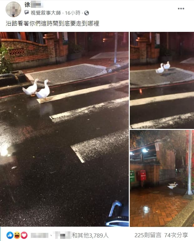 在臉書社團「新·路上觀察學院有民眾在半夜發現「夜遊鴨鴨」，有人好奇是不是就是松菸走失的老鴨。（翻攝自「新·路上觀察學院」）