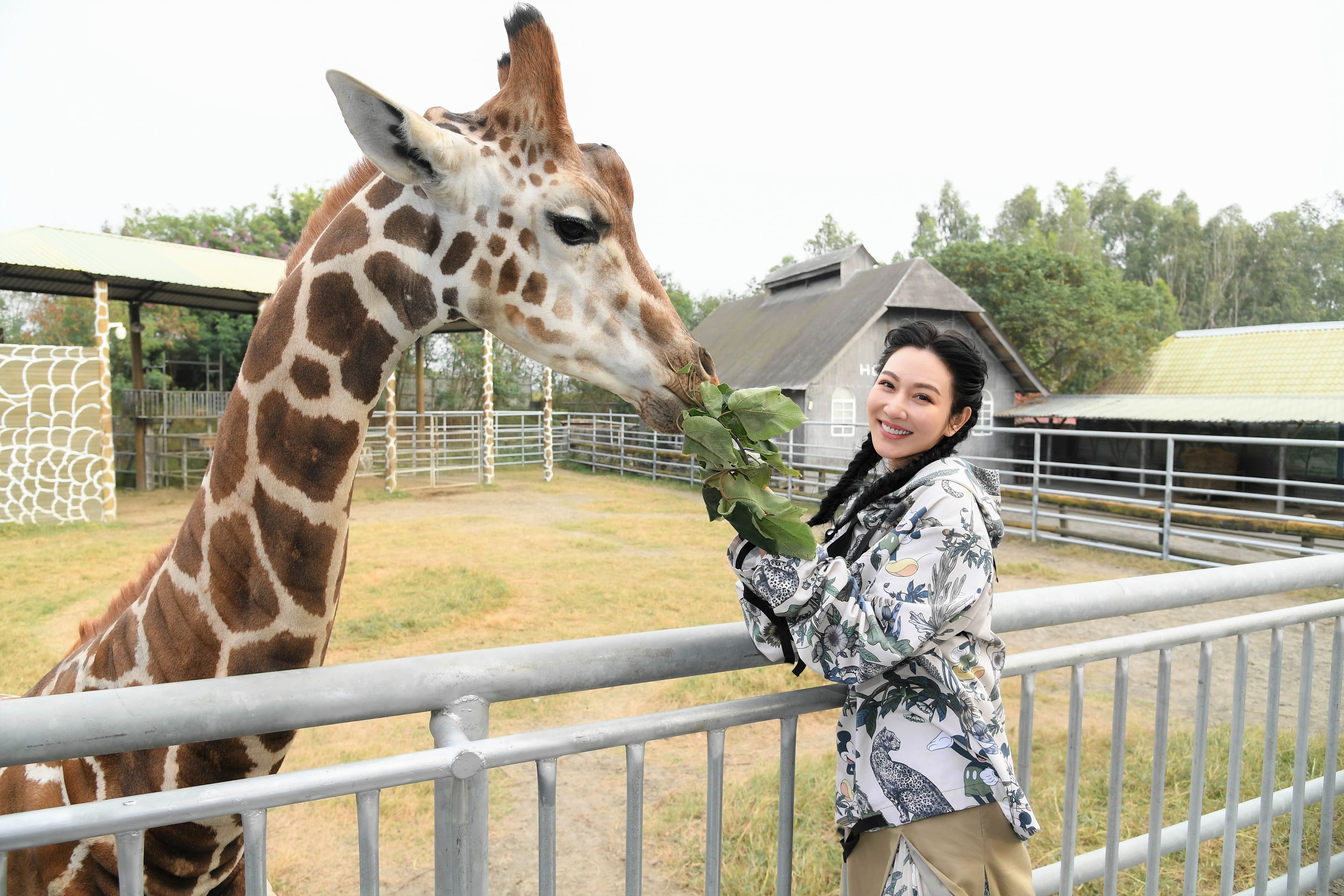 曾莞婷第一次近距離餵食長頸鹿。（三立提供）