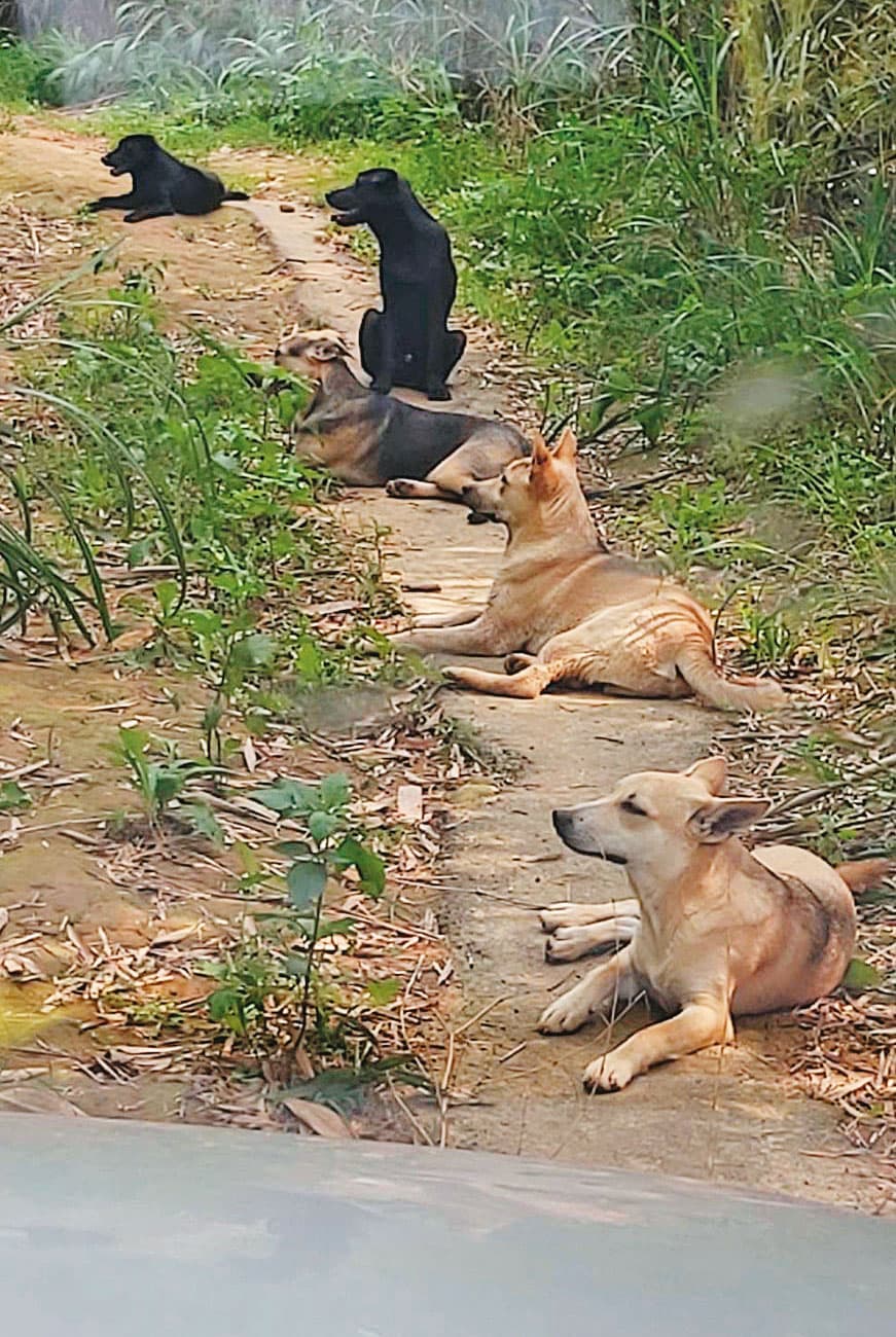 新竹縣動物收容所將容納不下的流浪狗載往山區野放，遭愛狗人士指控作法冷血、粗糙。（讀者提供）
