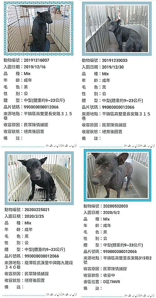 同一隻流浪狗短時間內被桃園市動物收容所抓捕4次。（讀者提供）