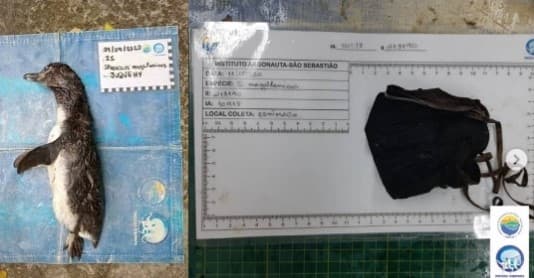 巴西還有保育人士在死去企鵝屍體胃裡發現人類亂丟棄的口罩。（翻攝自institutoargonauta IG）