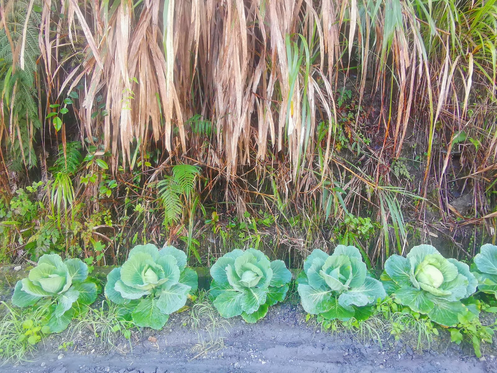 萬榮林道上可愛的路邊高麗菜，應為台電工作人員所種植。