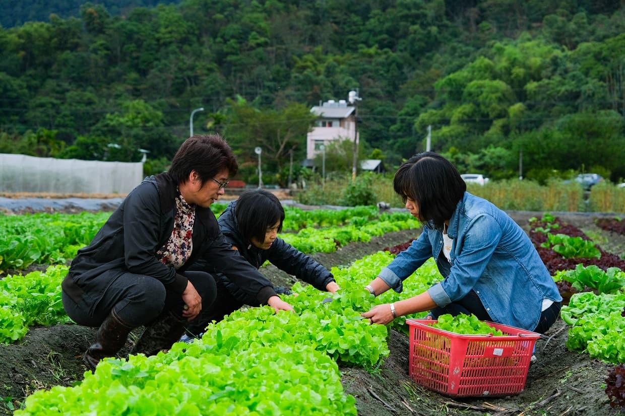 跟著農場主人林晏廷走入田間，體驗親手採摘蔬菜的樂趣。