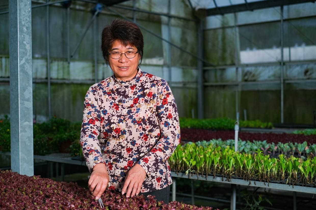 被稱為「生菜女王」的林晏廷，曾出版生菜及食用花食譜書籍。