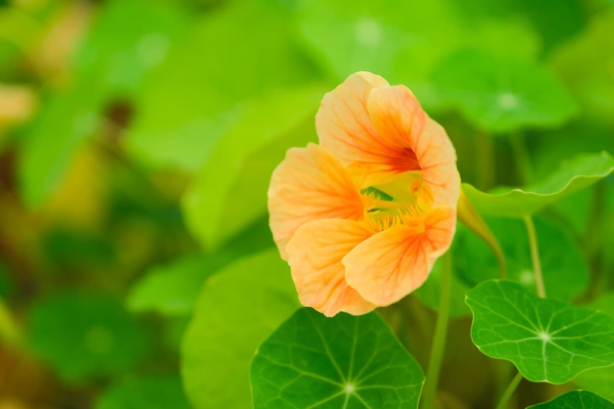 可食的金蓮花，味道嘗起來似芥末。