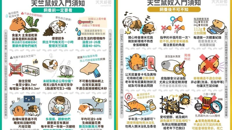 天竺鼠飼養不易，飼主分享天竺鼠入門須知。（翻攝自IG天天好萌天竺鼠華生與夏洛克）