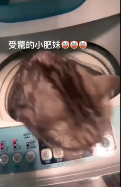 洗衣機關閉後，受驚嚇的貓立刻從機門跳出逃走。（翻攝自Yuki IG）