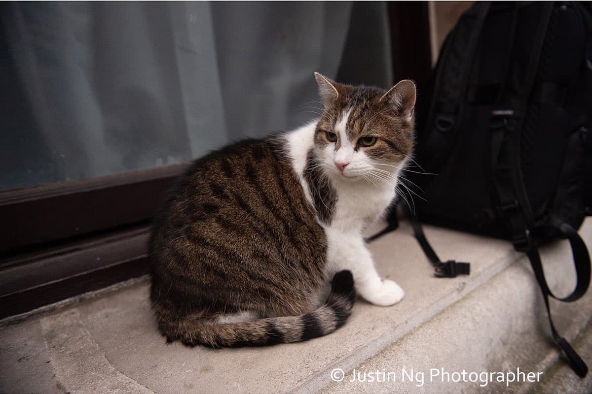 英國民眾都愛賴瑞。（翻攝Larry the Cat 推特）