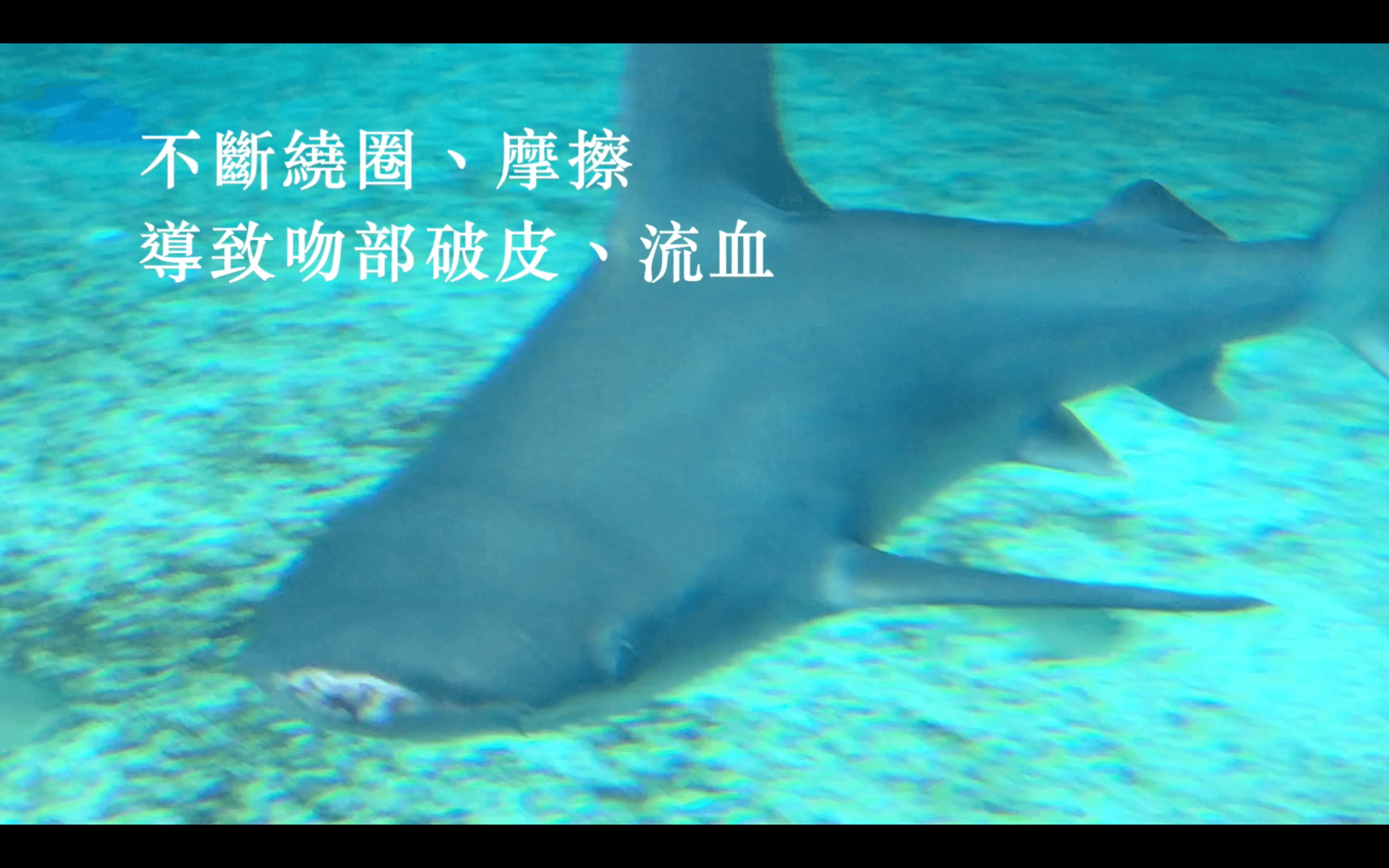 館內的鯊魚吻部受傷。（翻攝自台灣防止虐待動物協會臉書）