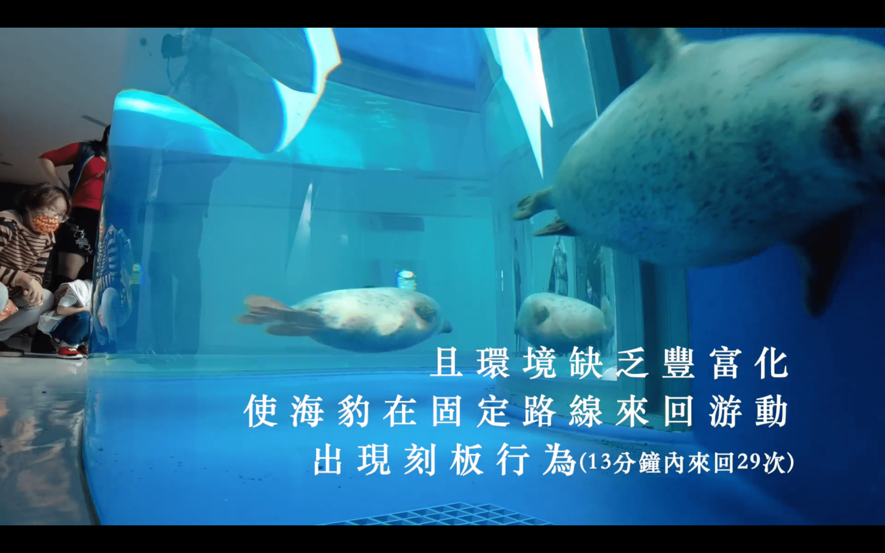 動保團體指出，館內海豹空間明顯不足。（翻攝自台灣防止虐待動物協會臉書）