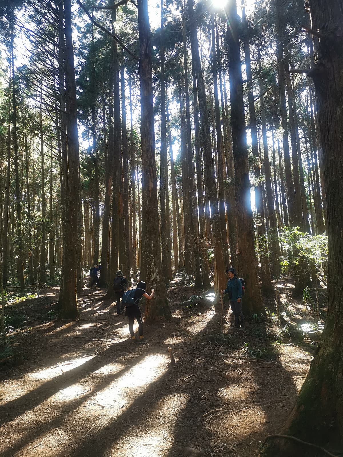 平坦的山木林，也吸引野營客造訪。