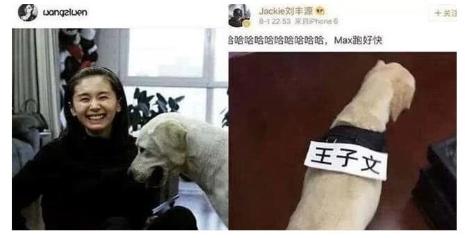 王子文與劉豐源過去曾傳出共同飼養1隻狗。（翻攝自王子文IG、劉豐源微博）