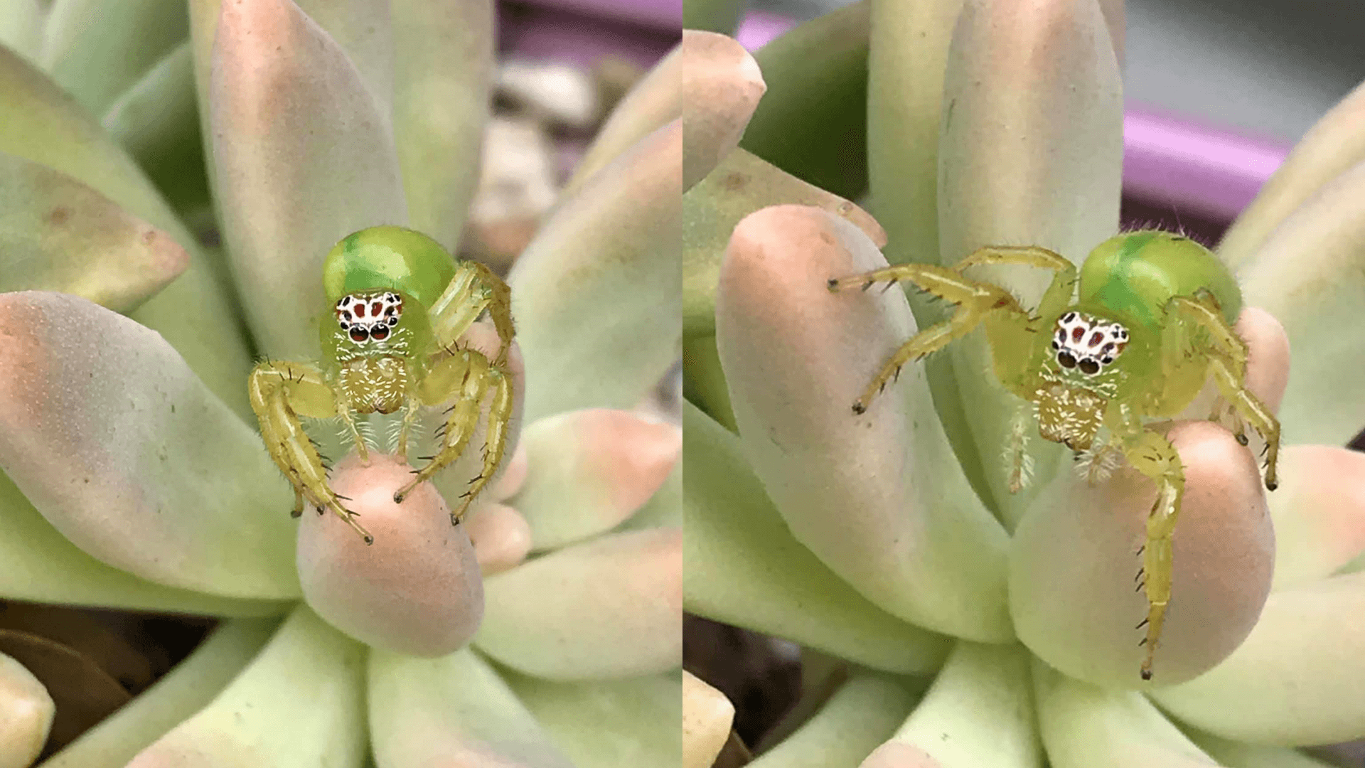 體型嬌小的蜘蛛攀附在植物上，青綠體色與植株融為一體。（翻攝自Amateur Entomology Australia臉書）
