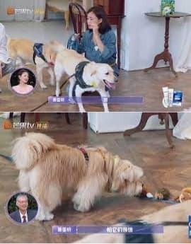 蕭亞軒是愛犬人士，在豪宅家中養了多條狗，想不到這次其中一隻「弟弟」突然發狂，咬傷她與男友。（翻攝自芒果TV）