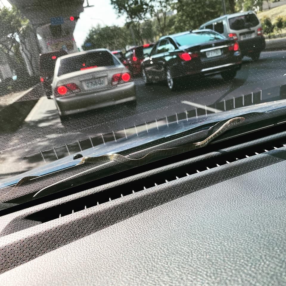 有網友分享表示，開車時，雨刷上突然驚現蛇的經歷。（翻攝臉書「我是東湖人」）