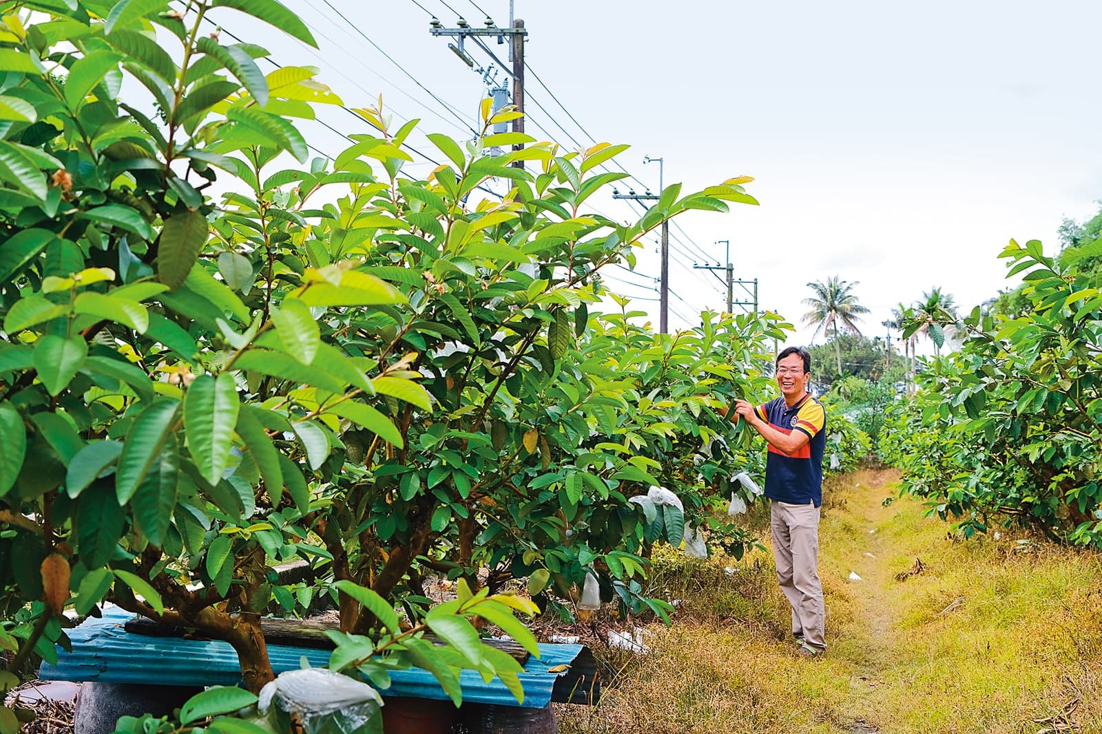 熱情的民宿主人,會帶著住宿遊客去有機芭樂園採果。