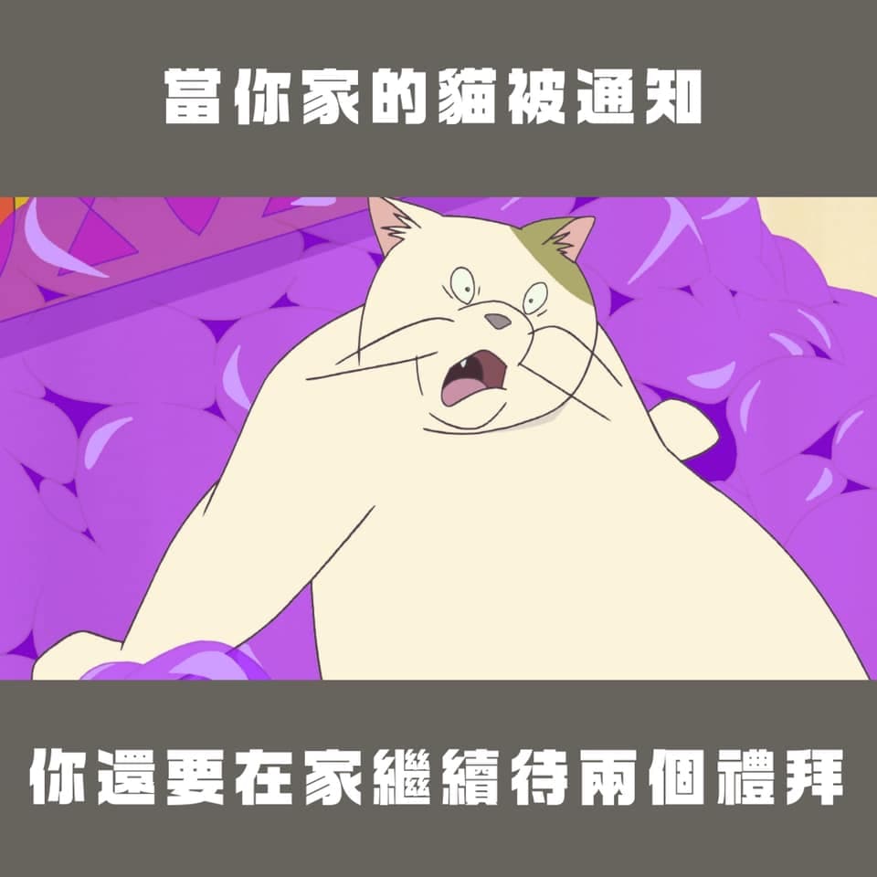 三級警戒延長兩週，家裡的貓貓比你驚恐。（翻攝自台灣青年民主協會臉書）