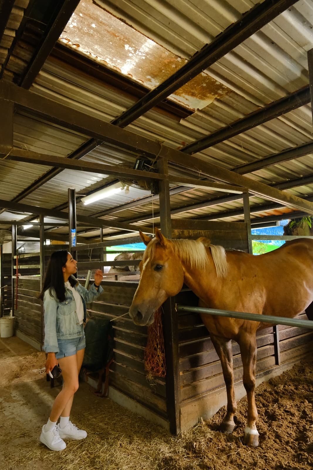 「陶教練馬術莊園」內有馬匹，提供參觀及餵食體驗。