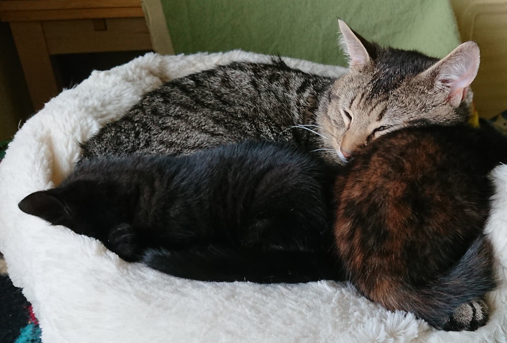 貓爸爸對小貓們充滿父愛，相當難得。（翻攝自Cats Protection臉書）