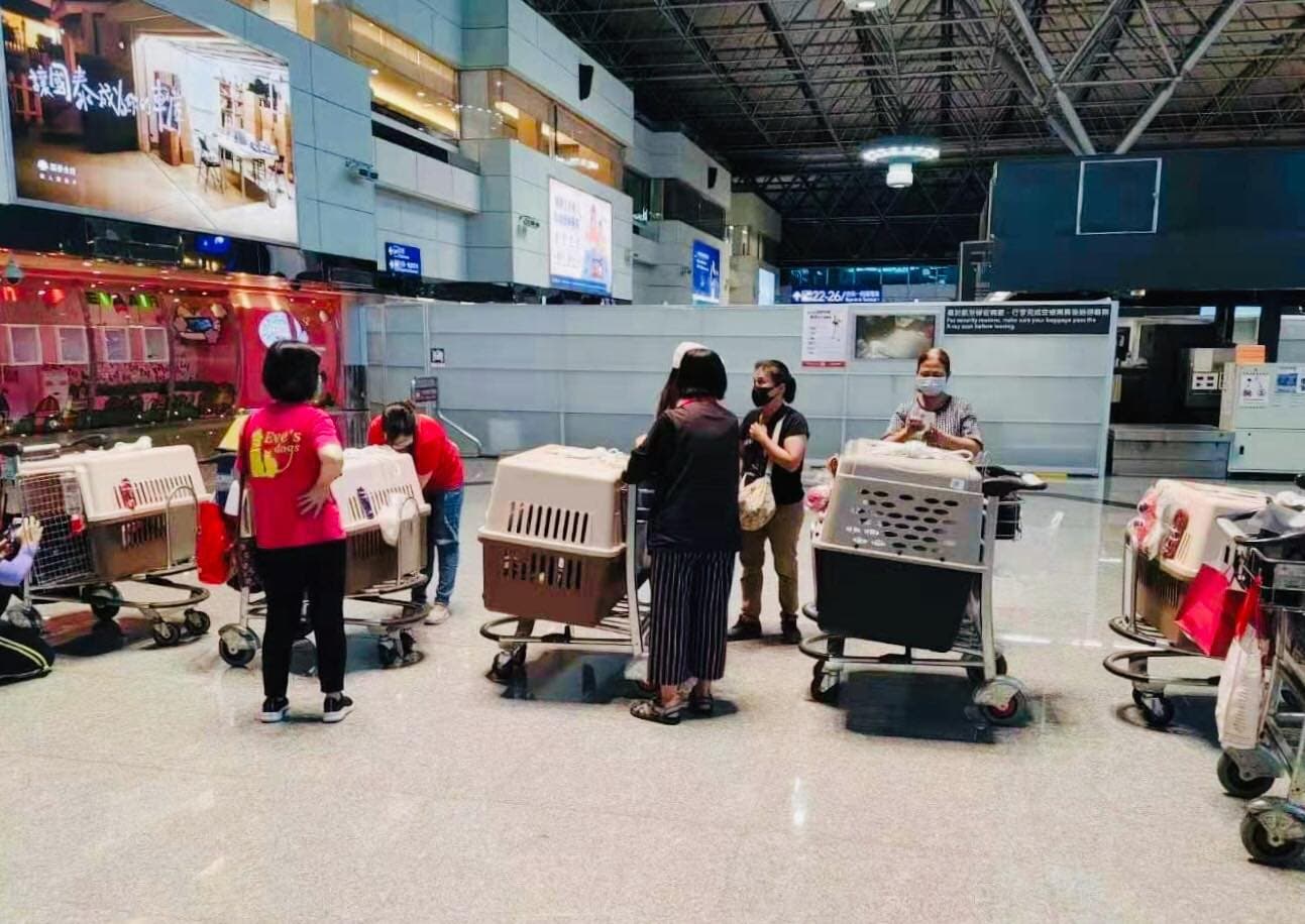 民眾舉家出國，連毛小孩都帶上。（翻攝陳文茜臉書）