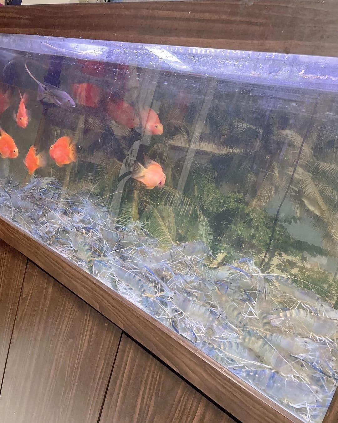網友看到「魚缸秒變活蝦場」都不禁讚嘆「超狂！」。（翻攝自罔腰IG）