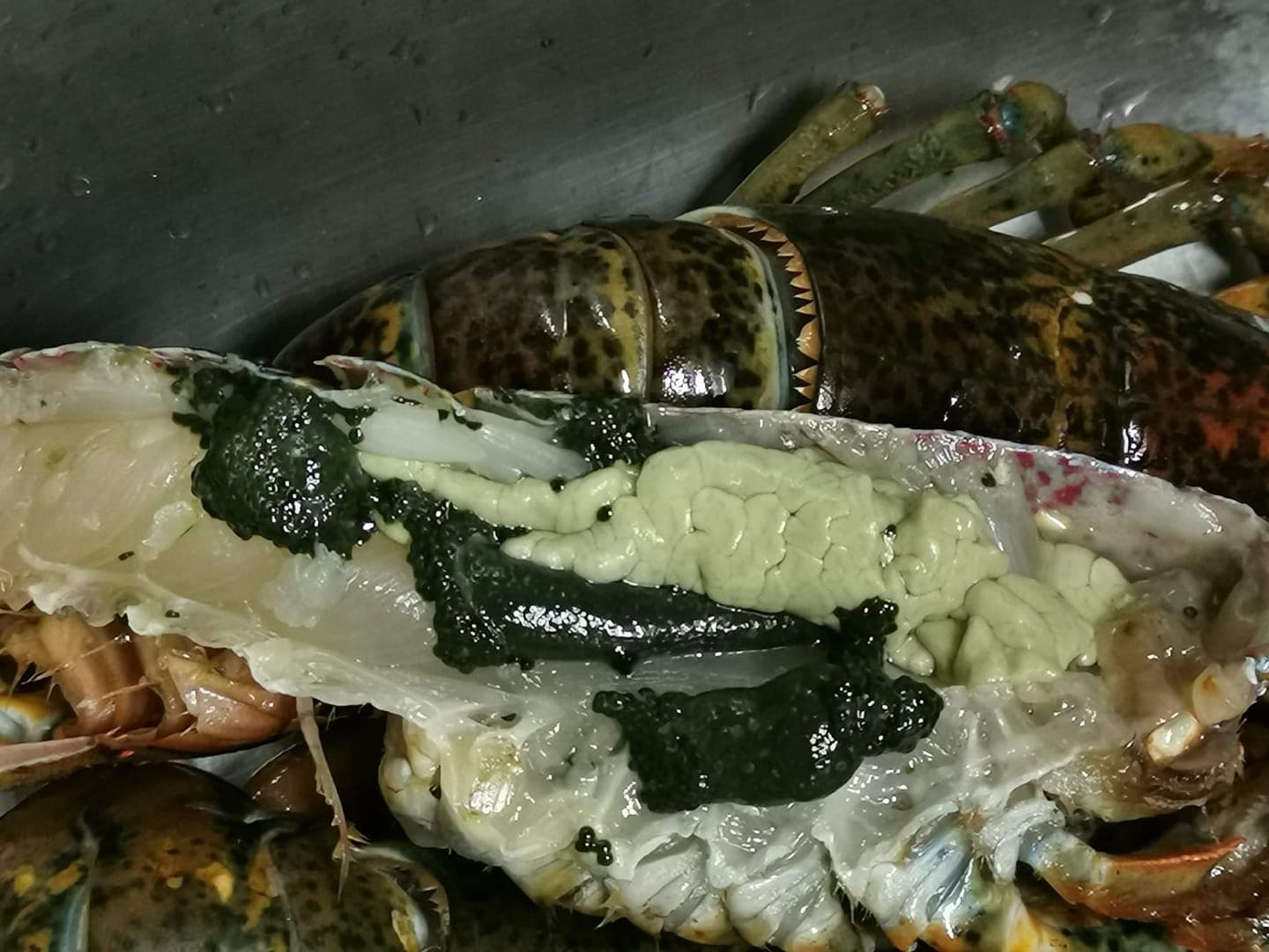 原來深綠色的顆粒是龍蝦卵，淺綠色的物體是蝦膏。（翻攝自臉書社團「廚藝公社」）