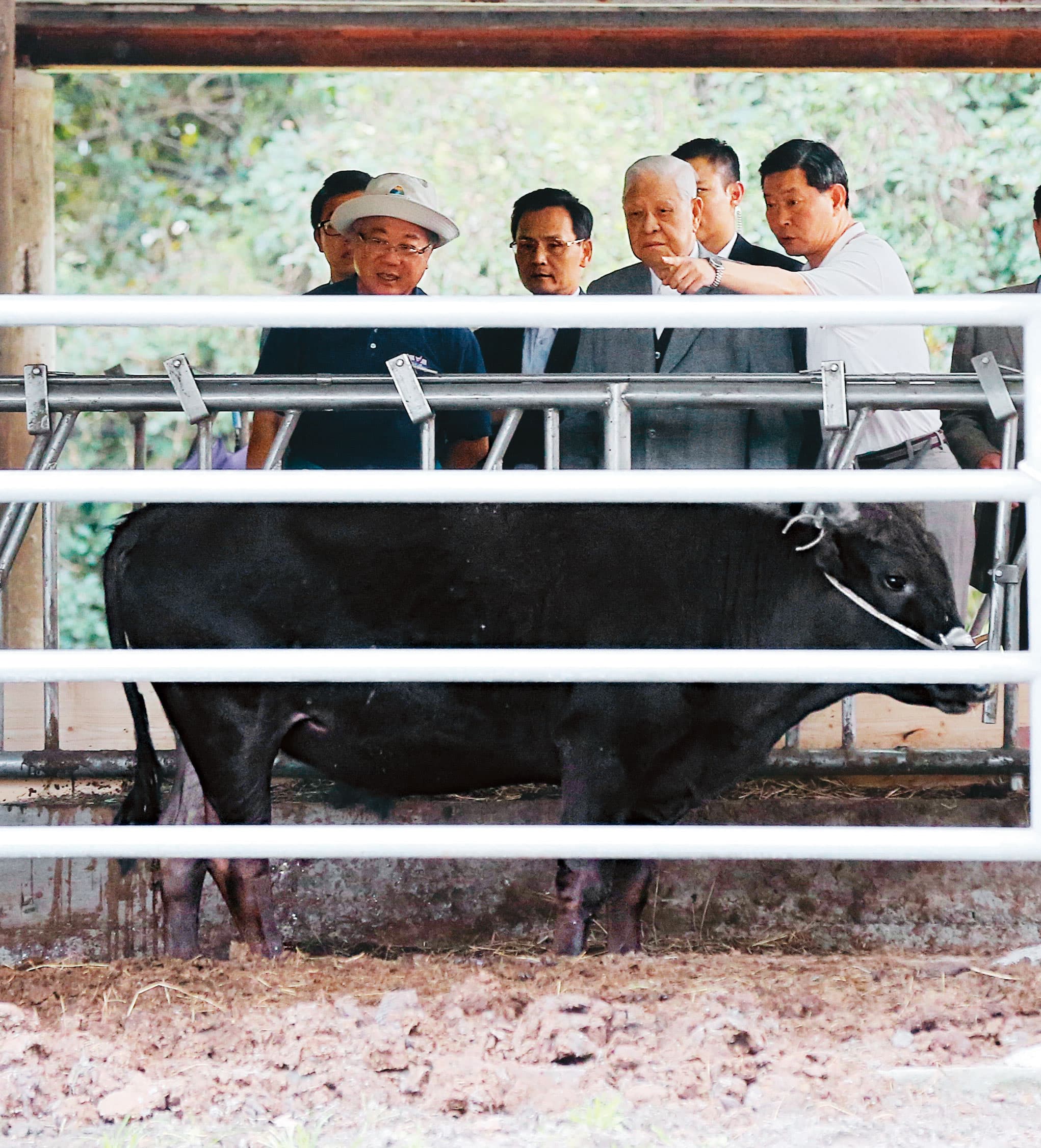 李登輝（右2）晚年成立源興居生技公司，在花蓮兆豐農場飼養源興牛，圖為2017年1月李到源興牛欄舍看牛。