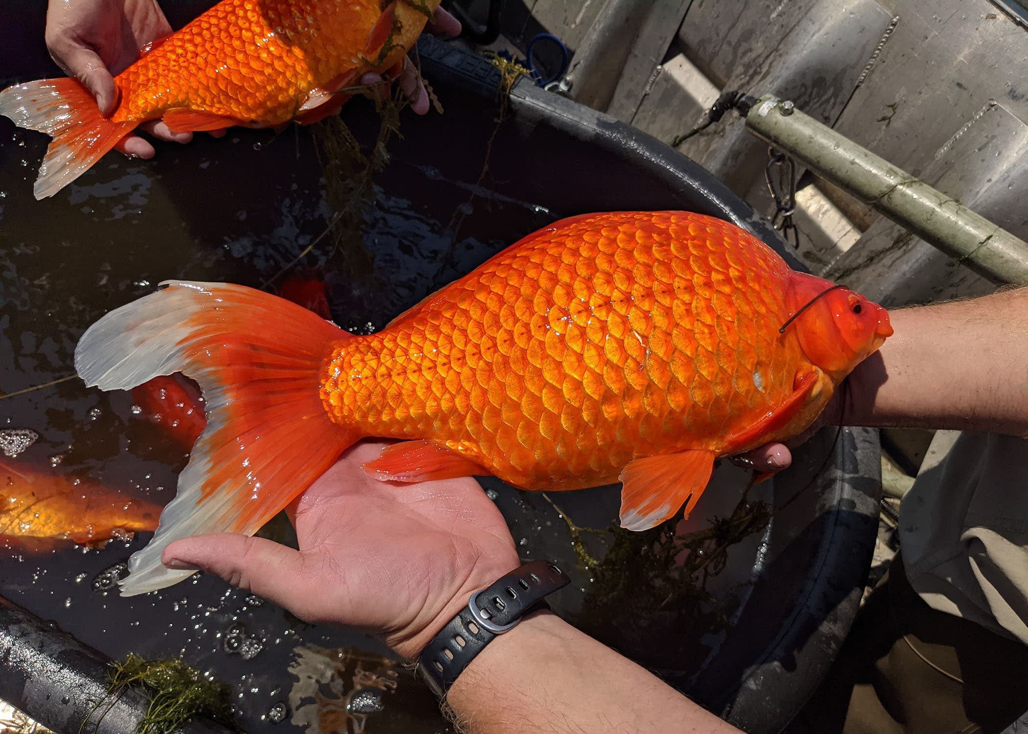 可愛的金魚不慎引發生態浩劫。（翻攝伯恩斯維爾市推特Burnsville City Twitter）