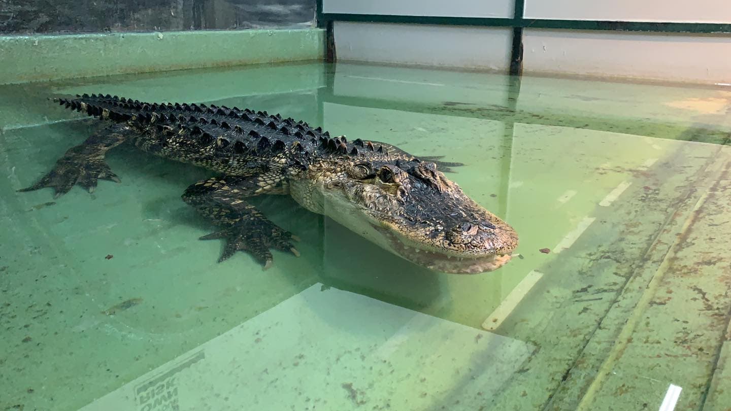 肇事的雄鱷魚身長約2.4米。（翻攝Scales and Tails Utah動物園臉書）