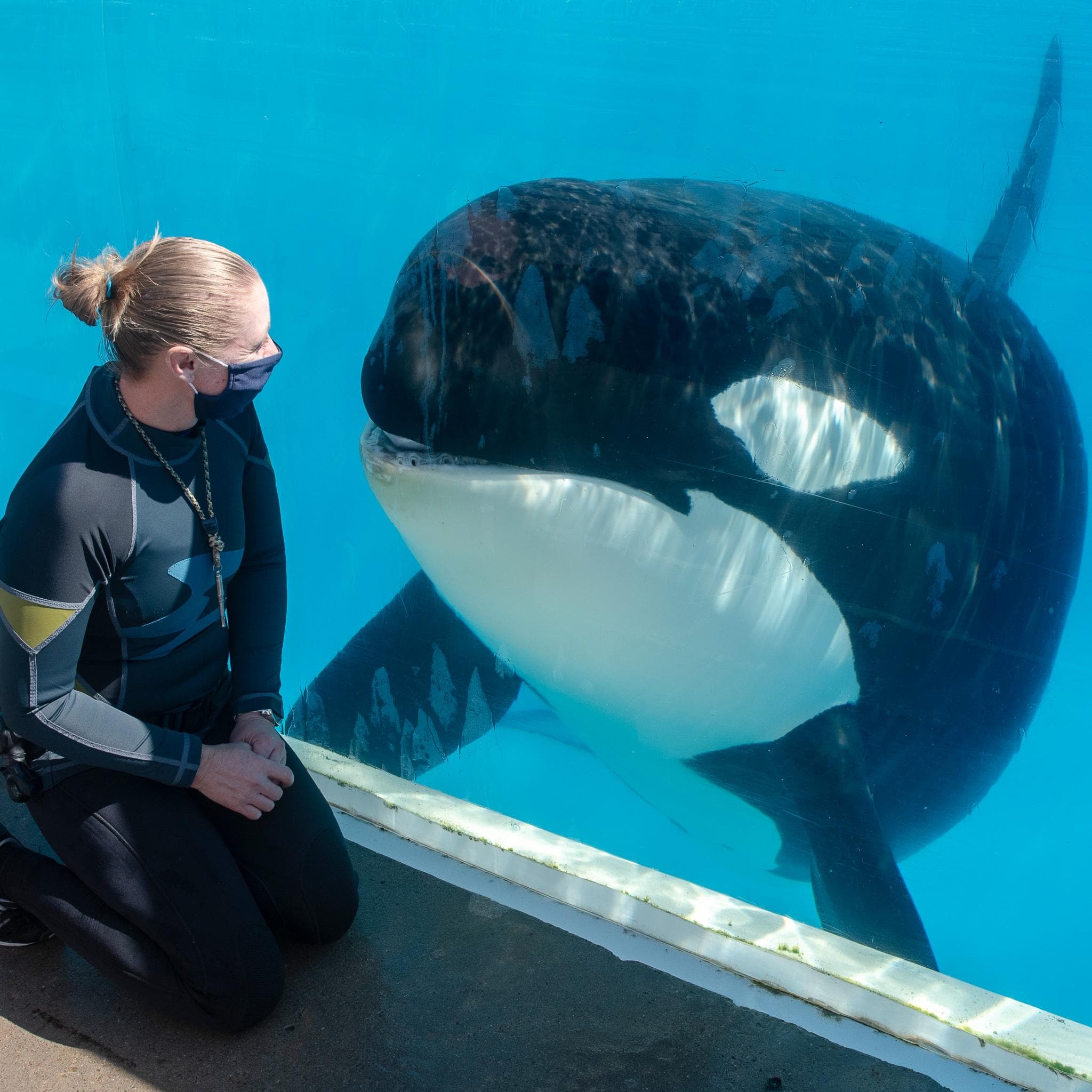 有組織爆料園區內的鯨鯊，生前曾遭到不當對待。（翻攝SeaWorld San Diego臉書）