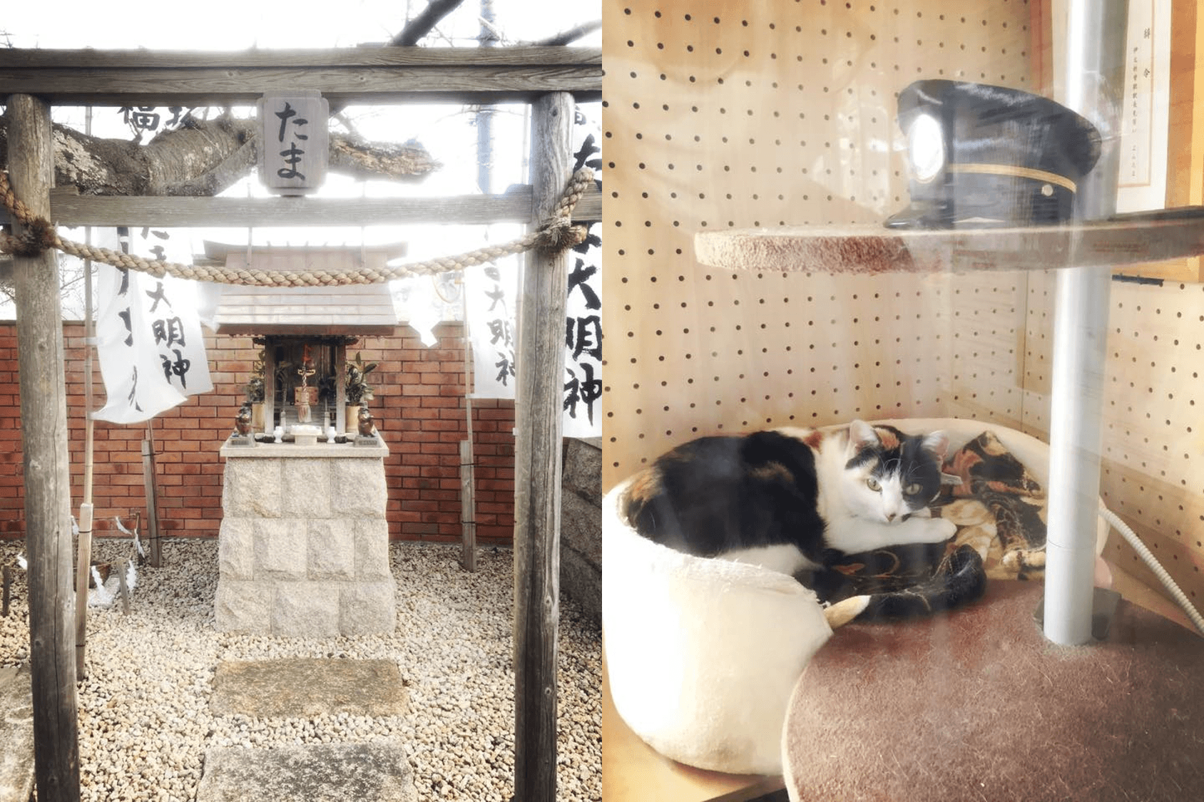 初代站長小玉16歲高齡過世後，小玉任職的貴志站月台還設有小玉神社（圖左）；目前由四代玉（圖右）與二代玉輪班值勤。（讀者提供）